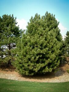 Сосна Чёрная (Pinus Nigra) купить по цене от 270.00р. в интернет-магазине «Посадика» с доставкой почтой в в Шахуньяе и по всей России – [изображение №1].