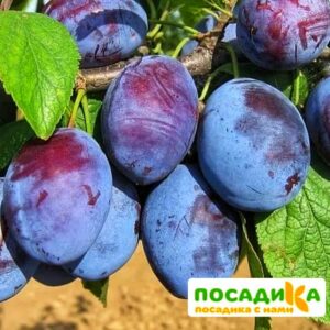 Слива Чачакская ранняя купить по цене от 229.00р. в интернет-магазине «Посадика» с доставкой почтой в в Шахуньяе и по всей России – [изображение №1].