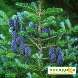 Пихта корейская (Abies koreana) купить по цене от 450.00р. в интернет-магазине «Посадика» с доставкой почтой в в Шахуньяе и по всей России – [изображение №1].