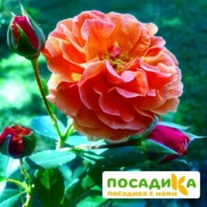 Роза Арабия купить по цене от 350.00р. в интернет-магазине «Посадика» с доставкой почтой в в Шахуньяе и по всей России – [изображение №1].