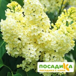 Сирень Примроуз (Primrose) купить по цене от 529.00р. в интернет-магазине «Посадика» с доставкой почтой в в Шахуньяе и по всей России – [изображение №1].