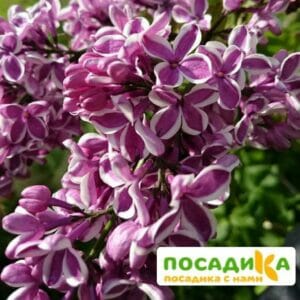 Сирень Сенсация купить по цене от 529.00р. в интернет-магазине «Посадика» с доставкой почтой в в Шахуньяе и по всей России – [изображение №1].