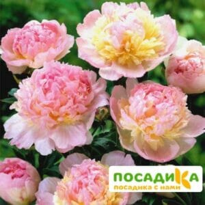 Пион Распберри Сандей (Paeonia Raspberry Sundae) купить по цене от 959р. в интернет-магазине «Посадика» с доставкой почтой в в Шахуньяе и по всей России – [изображение №1].