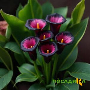 Калла Аура Лейс купить по цене от 400р. в интернет-магазине «Посадика» с доставкой почтой в в Шахуньяе и по всей России – [изображение №1].
