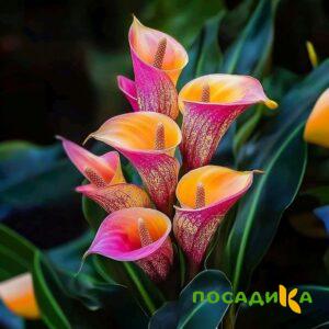 Калла Оникс купить по цене от 450р. в интернет-магазине «Посадика» с доставкой почтой в в Шахуньяе и по всей России – [изображение №1].