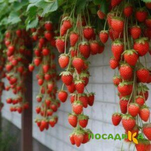 Клубника вьющаяся Комплимент купить по цене от 470р. в интернет-магазине «Посадика» с доставкой почтой в в Шахуньяе и по всей России – [изображение №1].