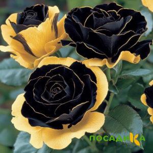 Роза Ханни Сикл купить по цене от 700р. в интернет-магазине «Посадика» с доставкой почтой в в Шахуньяе и по всей России – [изображение №1].