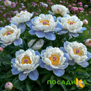 Пион акварельный Этюд купить по цене от 806р. в интернет-магазине «Посадика» с доставкой почтой в в Шахуньяе и по всей России – [изображение №1].