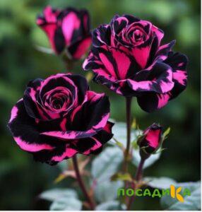 Роза Багровый Шепот купить по цене от 366р. в интернет-магазине «Посадика» с доставкой почтой в в Шахуньяе и по всей России – [изображение №1].
