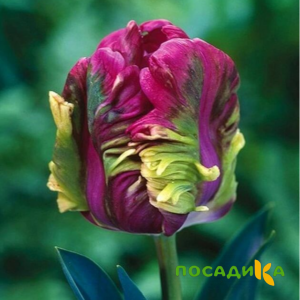 Тюльпан Экзотик Хэвен купить по цене от 186р. в интернет-магазине «Посадика» с доставкой почтой в в Шахуньяе и по всей России – [изображение №1].